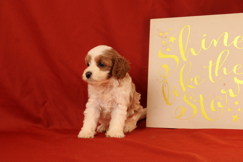 puppy, for, sale, Cavapoo, Matthew B. Stoltzfus, dog, breeder, Gap, PA, dog-breeder, puppy-for-sale, forsale, nearby, find, puppyfind, locator, puppylocator, aca